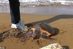 На Мальте турист спас черепаху, застрявшую в пластиковом мусоре