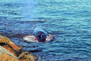 Умирающий кит приплыл к людям за помощью