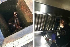 Спасателям пришлось выручать горе-воришку, который 2 дня провёл в вытяжке ресторана, пытаясь его ограбить