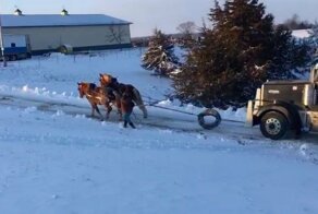 Две лошадиные силы спасают грузовик, застрявший на ледяной горке