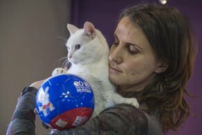 Кот Ахилл из Эрмитажа