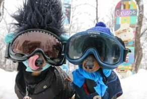 Собачий фотопозитив