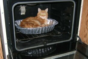 Котейки всегда найдут там, где тепло