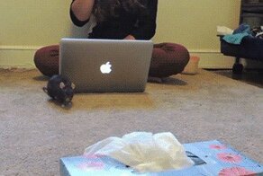 Гифки прикольные