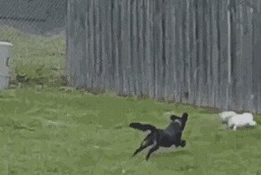 Смешные гифки