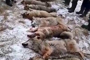 Охотники поедают сердце жертвы