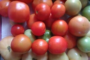 Как растут помидоры в Подмосковье на 6-ти сотках