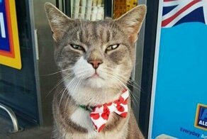 Кот, которого потеряли 2 года назад, оказался звездой местного супермаркета