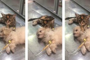Котёнок утешил больную собаку в ветеринарной клинике в Турции