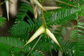 Затаившаяся смерть. 5 опасных растений, которые способны превратить нашу жизнь в ад