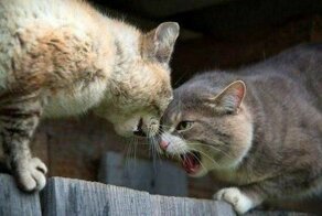 Как кошка с кошкой