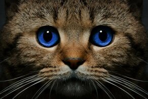 Почему дома нужен котик