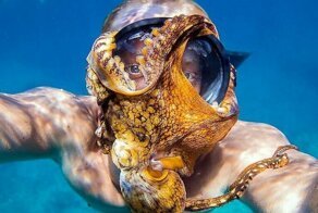 Любопытный осьминог, присосавшись к маске дайвера, принял участие в подводном селфи