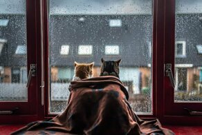 Кошки у окошка