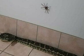 "Сжечь дом и не возвращаться": к австралийцу в дом заползли питон и гигантский паук