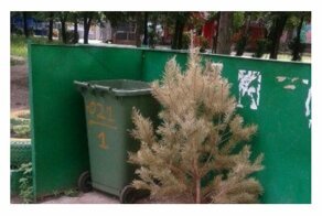 Впервые в России посчитали число тех, кто хранит свою елку до лета