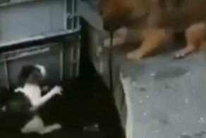 Пёс спас из воды тонущую кошку