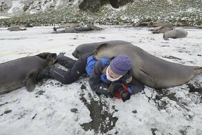 Любопытный тюлень во время фотосессии забрался на женщину-фотографа