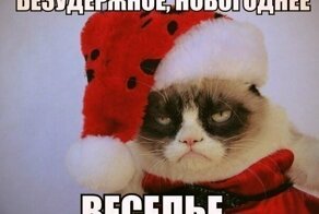 Смешные фото с котами