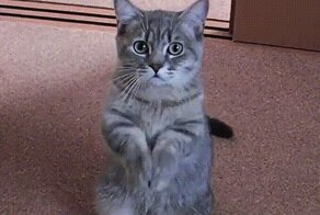 Гифки - Коты (7 гиф)