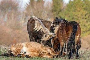 Душевный момент, в котором стадо диких лошадей помогает подняться упавшему жеребцу