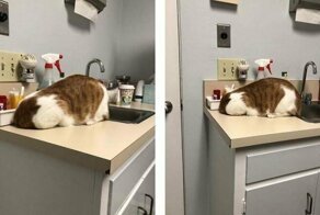 Кот необычным образом решил спрятаться от ветеринара