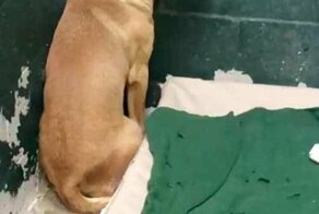 «Уходи прочь, пес!» Люди избавились от него только потому, что он любил копаться в мусоре