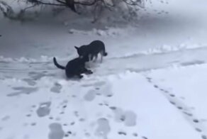 Теперь ты будешь жить вместе со мной...в конуре!