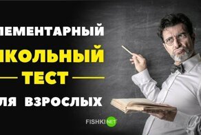 Умнее ли вы школьников?