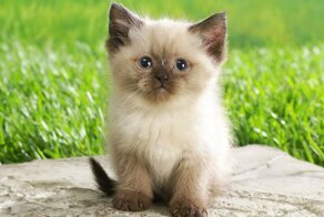 Котята (9 фото)