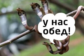 Фермер решил узнать, куда уползла змея и попал на новогодний корпоратив в бухгалтерии