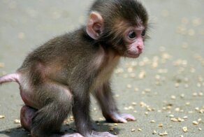 Обезьянки (10 фото)