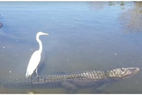 Цапля забралась на спину крокодила и осмотрела свои владения