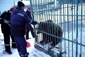 Медведь откусил женщине руку во время вечеринки