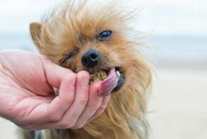 Миллениалов обвинили в разрушении пищевой промышленности для животных, и они не стали медлить с ответом