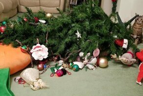 Фотоподборка за 28.12.2018