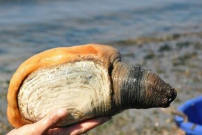 Долгожители Земли