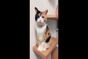 Если ты счастлив, скажи Мяу!