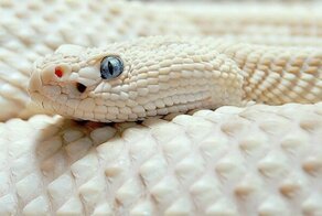 35 животных-альбиносов удивительной красоты