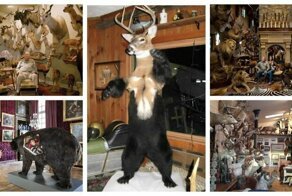 Охотничьи трофеи, на которые смотреть больно