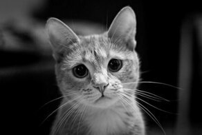 Преступление против гуманизма