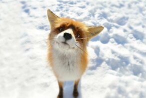 18 фотографий невозможно милых лис