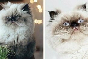 На мордахе этого гималайского котёнка — вселенское презрение, но в него невозможно не влюбиться!