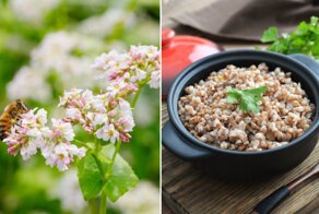 Почему большинство иностранцев брезгуют гречкой?