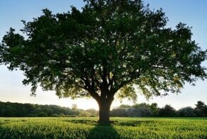 В США могут узаконить превращение человеческих останков в удобрения