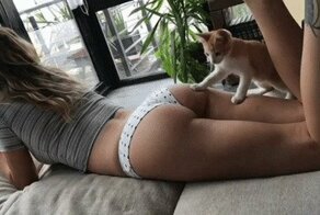 Кот + лазер =