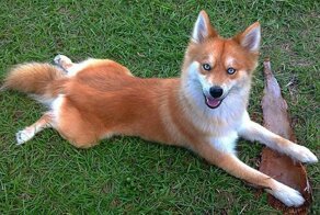 Скрещённые породы собак, которые получились настоящими очаровашками