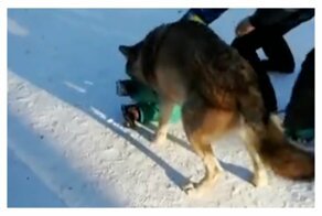 В челябинском парке волк напал на ребенка: видео