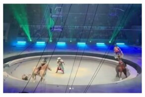 Цирковой акробат упал прямо под копыта лошади