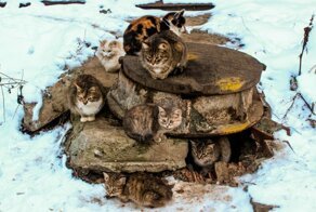 Очень колоритные уличные коты